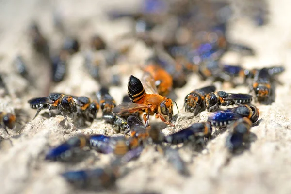 Close-up abeille bleue — Photo