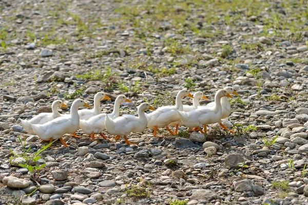 Grupo de andar pato — Fotografia de Stock