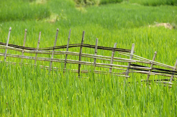 Cerca de bambú en Vietnam — Foto de Stock