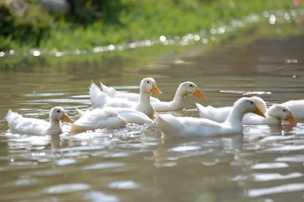 Grupa kaczka pływać — Zdjęcie stockowe