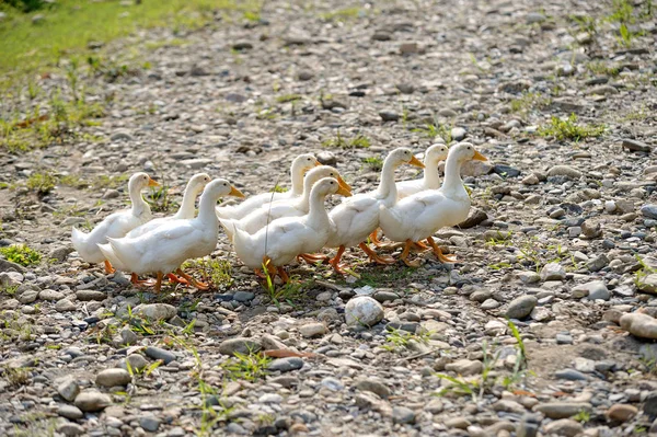 Grupa chodzić kaczki — Zdjęcie stockowe