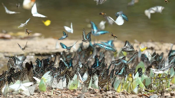 Makroschmetterlingsgruppe — Stockfoto