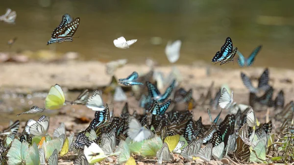 Macro butterfly group — Stock Photo, Image