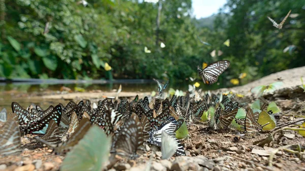 Macro grupo mariposa — Foto de Stock