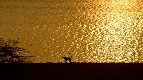 Siluet köpek ve su — Stok fotoğraf