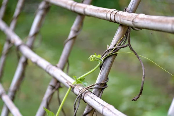 close-up Ivy bamboo