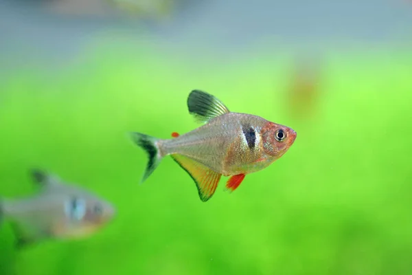 Tetra pesce in vasca — Foto Stock