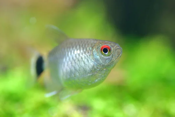 Tetra fisk i tank — Stockfoto