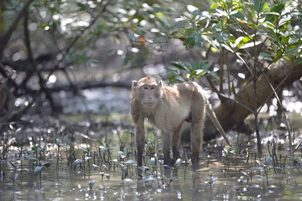 Macaco na floresta — Fotografia de Stock