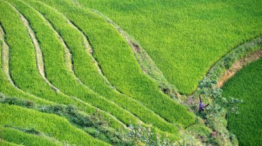 Vietnam 'daki pirinç tarlaları