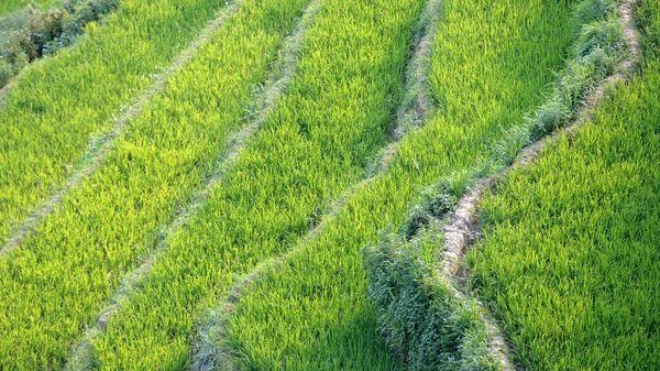 Campos de arroz em vietnam — Fotografia de Stock