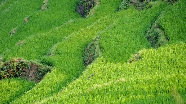 Vietnam 'daki pirinç tarlaları