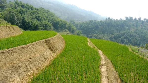 Rizsföldek Vietnamban — Stock Fotó
