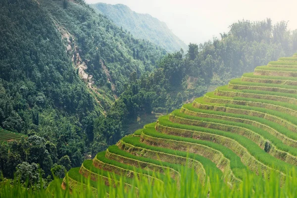 Vietnam 'daki pirinç tarlaları