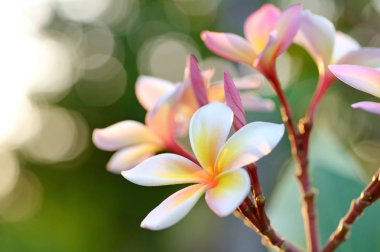pembe frangipani çiçekler 