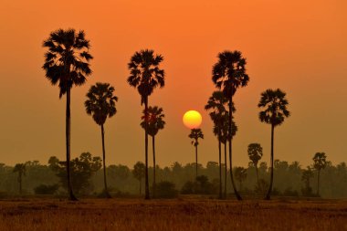 Borassus palm günbatımı