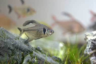 tetra fish in tank clipart