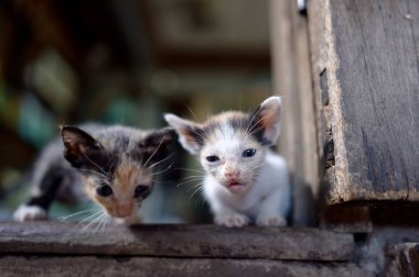küçük kedi 3 renk