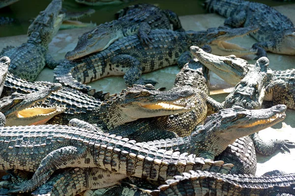 Crocodilo na fazenda — Fotografia de Stock