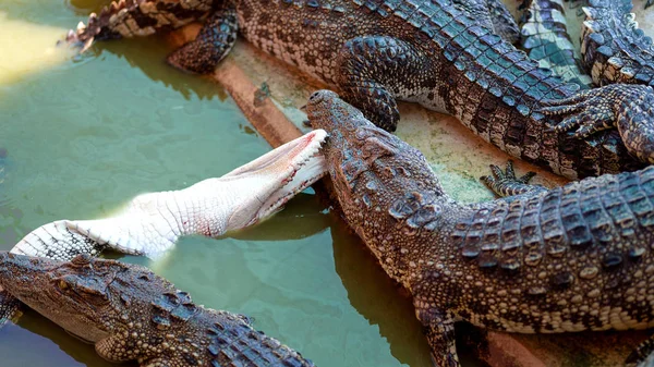 Krokodil kämpft in Farm — Stockfoto