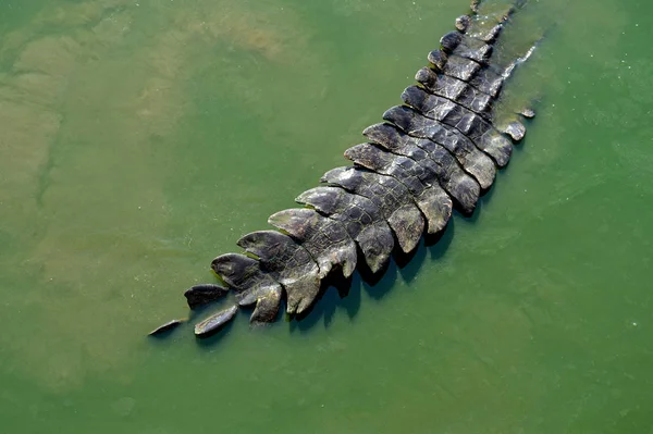 Cauda de crocodilo na água — Fotografia de Stock