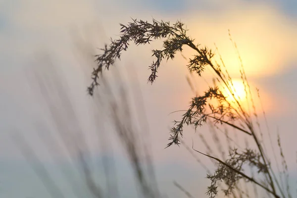 Poaceae and sun — Stock Photo, Image