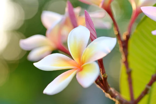 Flores cor de rosa frangipani — Fotografia de Stock