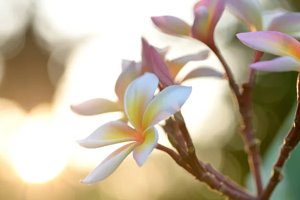 Flores cor de rosa frangipani — Fotografia de Stock