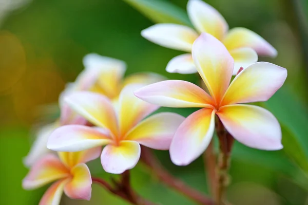 Flores de frangipani rosa — Foto de Stock