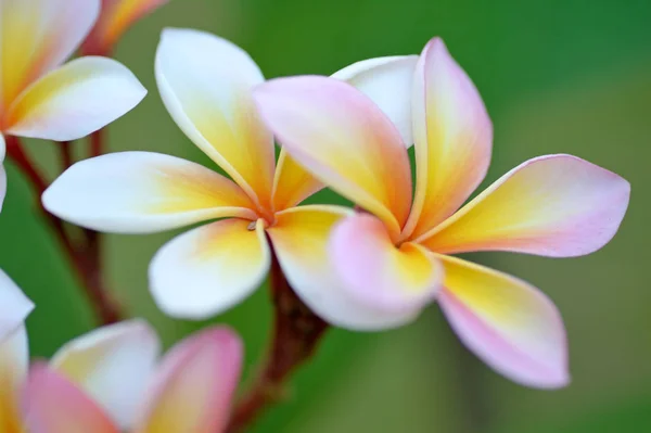 Flores cor de rosa frangipani — Fotografia de Stock