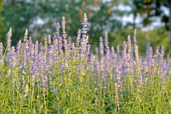 Lavender in park — Stock Photo, Image