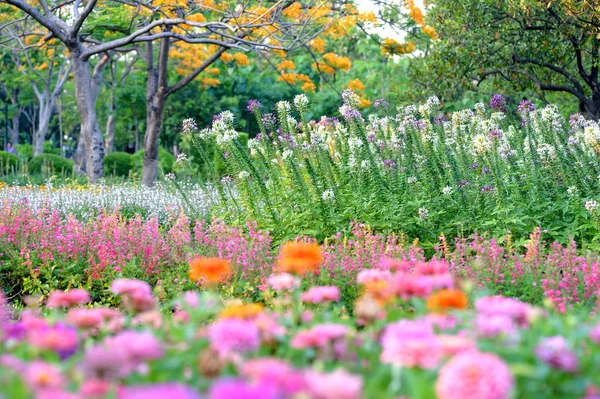 Flower in garden — Stock Photo, Image
