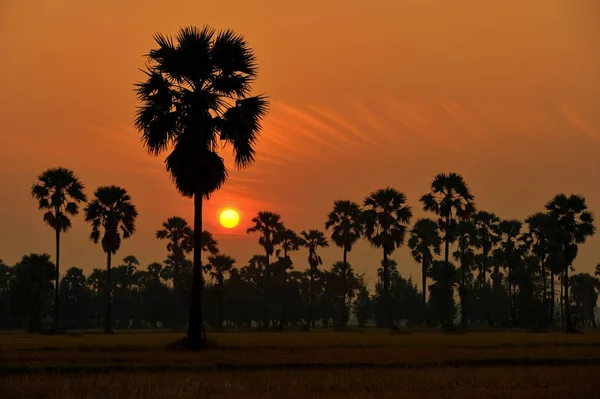 Coucher de soleil Borassus palmier — Photo