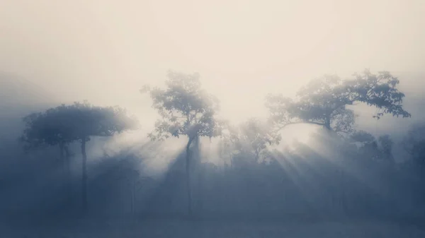 Árvore e raio de luz — Fotografia de Stock