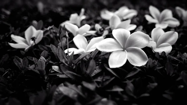 Frangipani-Blüten in schwarz und weiß — Stockfoto
