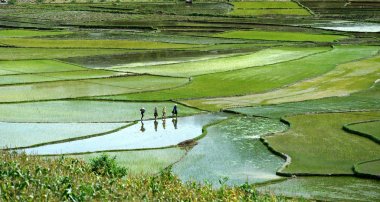 mountain rice field clipart