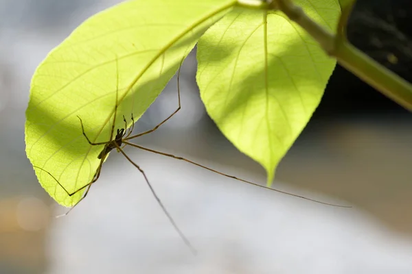 Aranha e folha verde — Fotografia de Stock