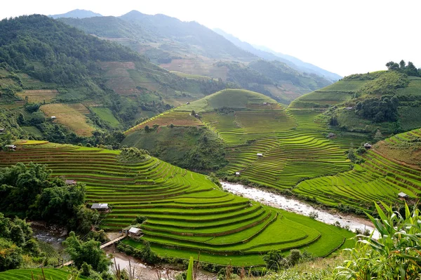 Hegyi rizs mező — Stock Fotó