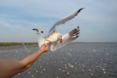 martı yandan yemek besleme