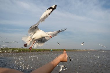 martı yandan yemek besleme