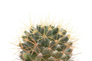 Cactaceae makro