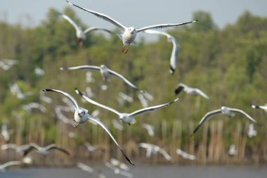 Gökyüzünde uçan martı