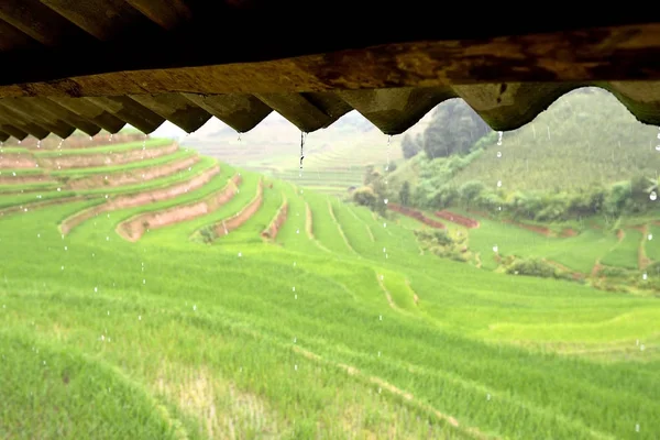 Rice terraces and rain