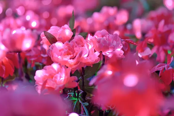 Pink flower light — Stock Photo, Image