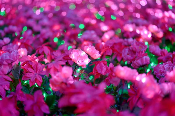 Pink flower light — Stock Photo, Image