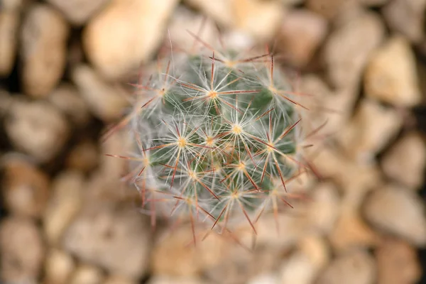 Cactaceae macro — Stock Photo, Image