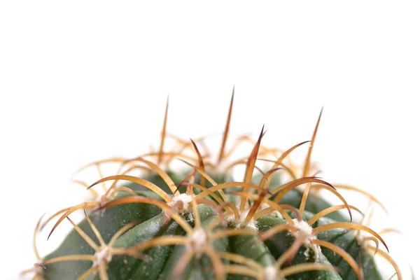 Cactaceae macro — Fotografia de Stock