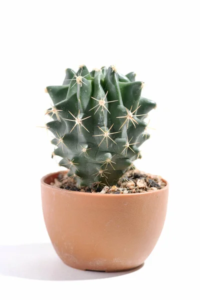 Cactus en una olla —  Fotos de Stock
