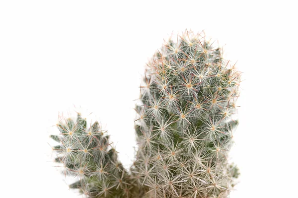 Cactaceae makro — Zdjęcie stockowe