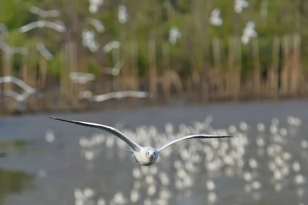 Mouette volant sur le ciel — Photo